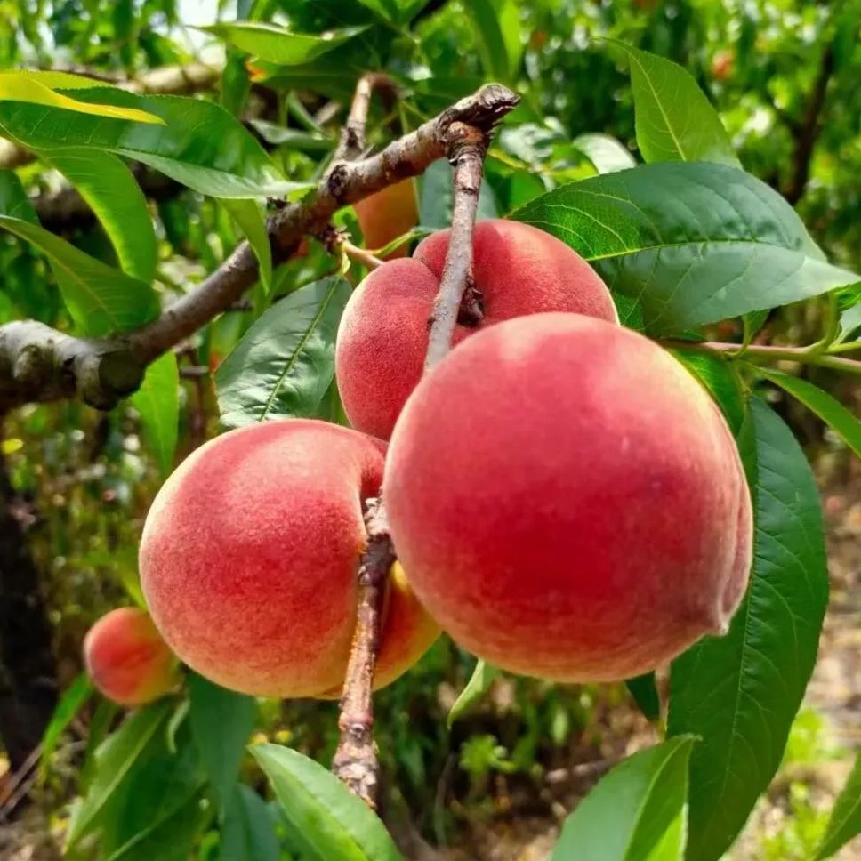 Blood Peach Tree Seeds
