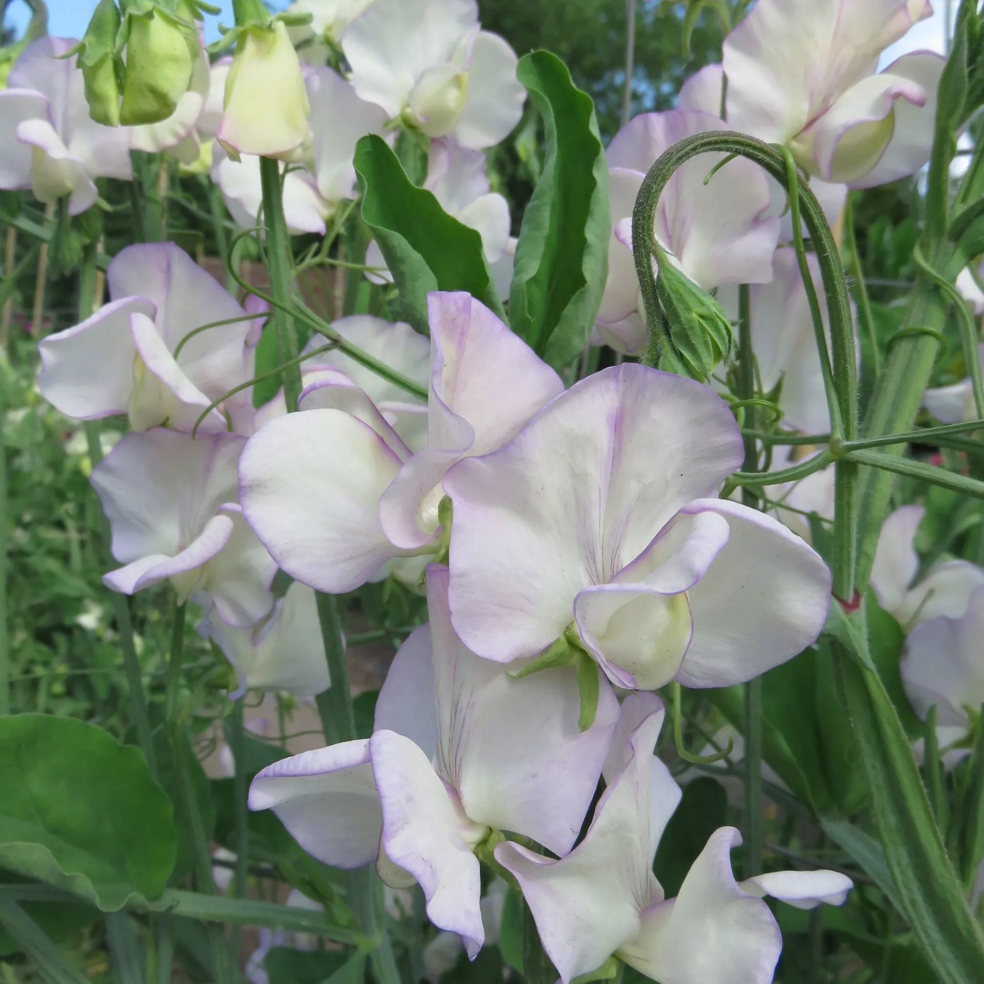 Sweet Pea Flower Seeds 🌸