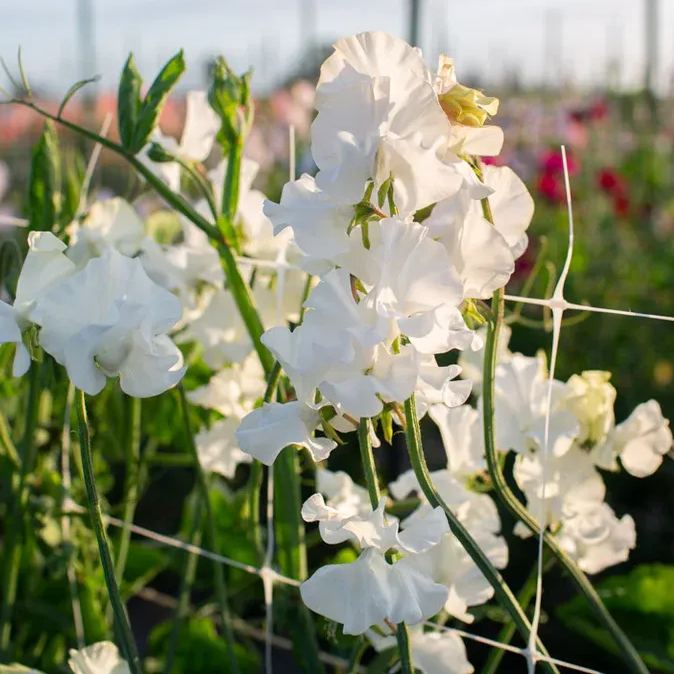 Sweet Pea Flower Seeds 🌸