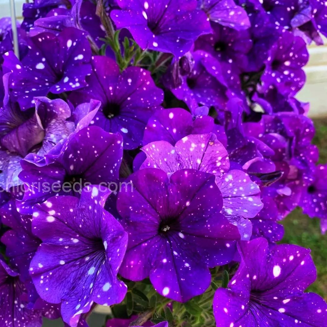 Dark Spotted Petunia Seeds 🌸