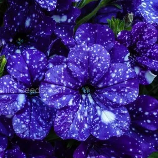 Dark Spotted Petunia Seeds 🌸