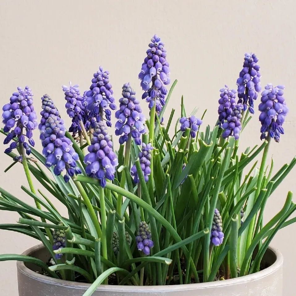 Grape Hyacinth Bulbs