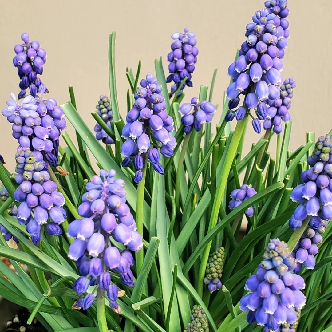 Grape Hyacinth Bulbs