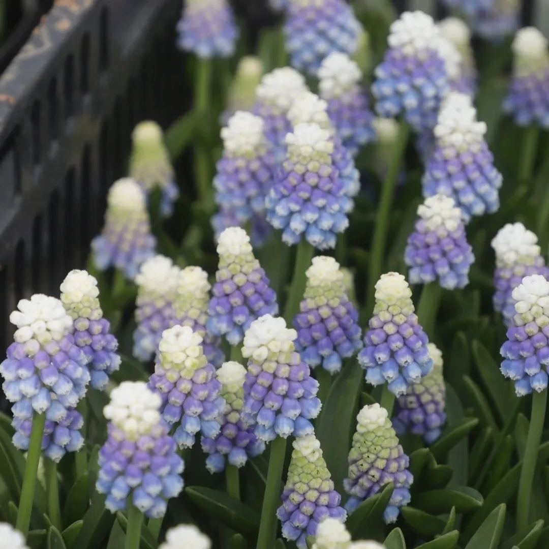 Grape Hyacinth Bulbs
