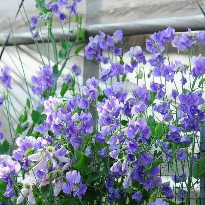 Sweet Pea Flower Seeds 🌸