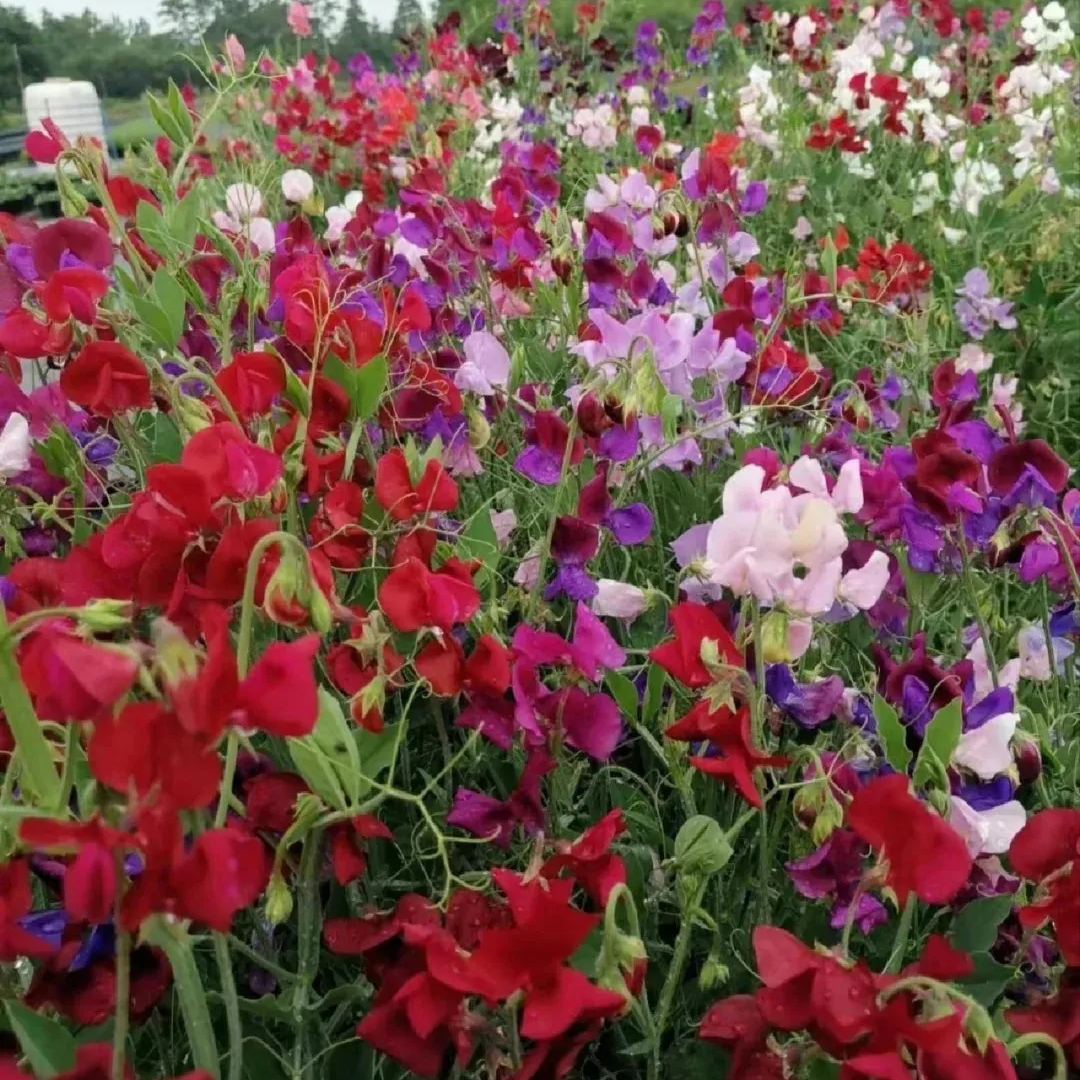 Sweet Pea Flower Seeds 🌸