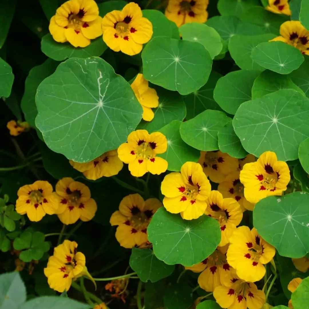 Nasturtium Seeds- Mixed Colors