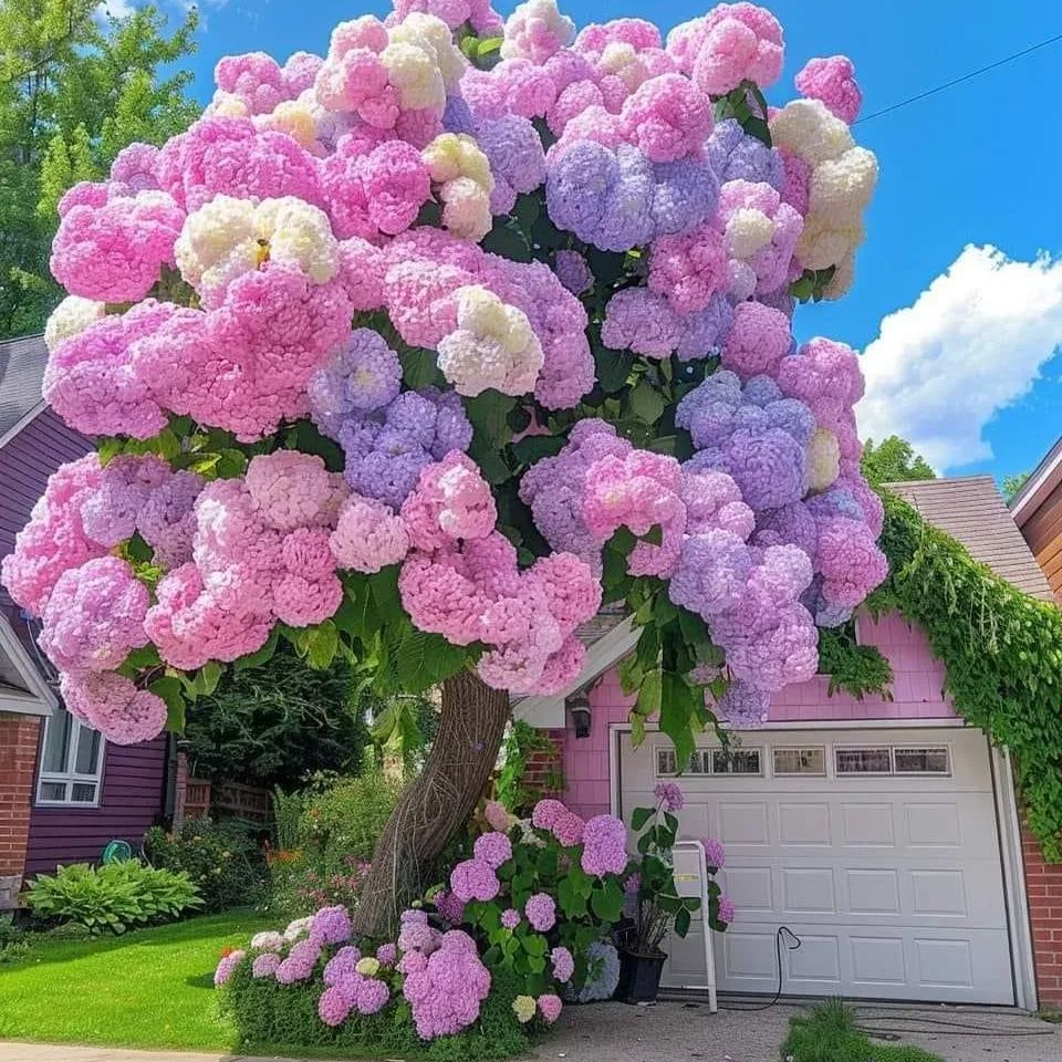 💙100 Pcs Hydrangea Seed Bonsai Flower Seeds ☀️Hydrangea Perennial Garden Home