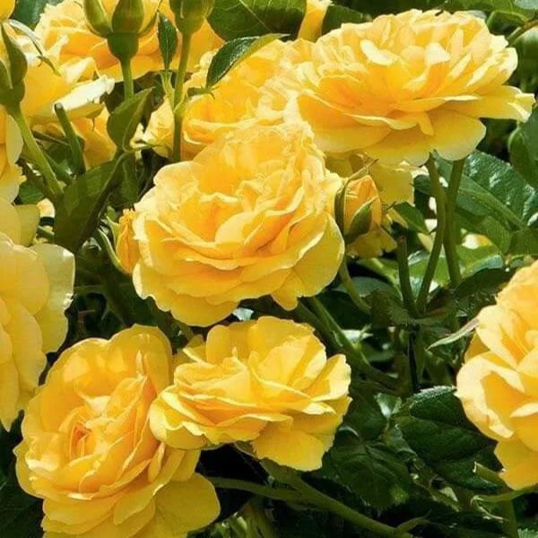 🌹✨Yellow Rose Seeds