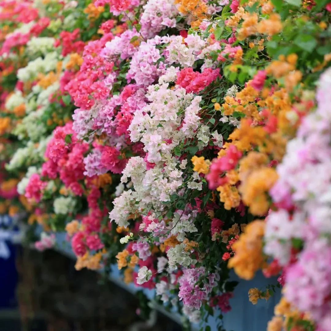 Mixed Colors Bougainvillea Seeds Perennial Ornamental