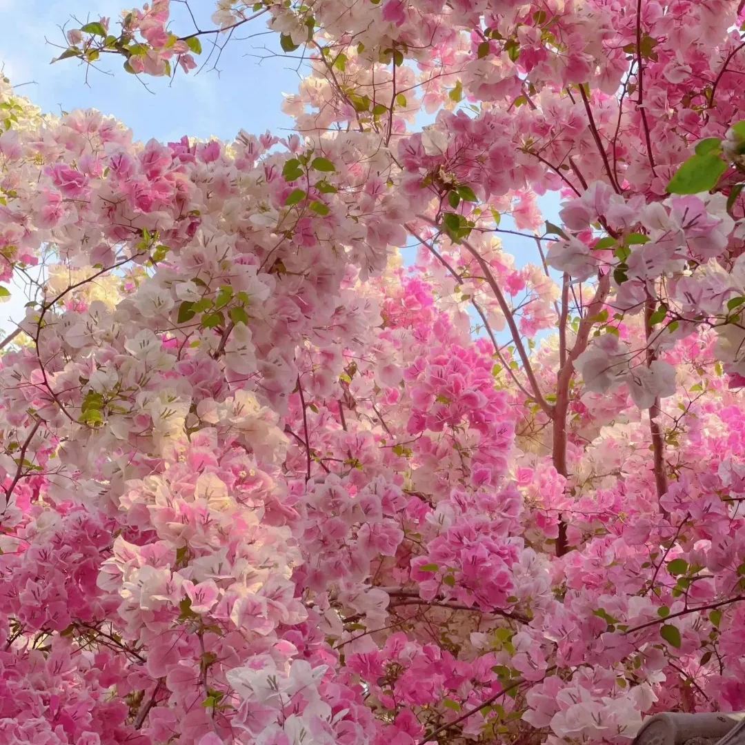 Mixed Colors Bougainvillea Seeds Perennial Ornamental