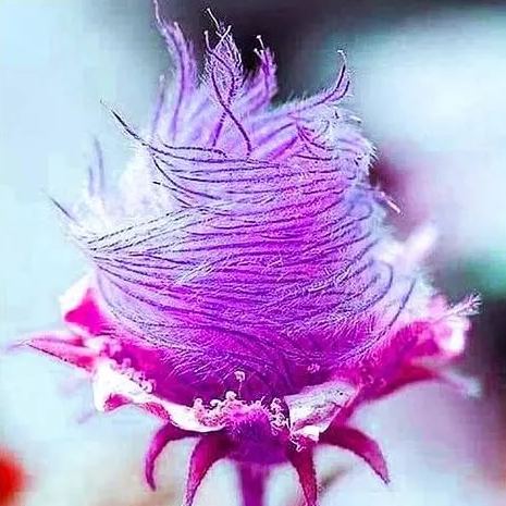 Prairie Smoke Flower Seeds