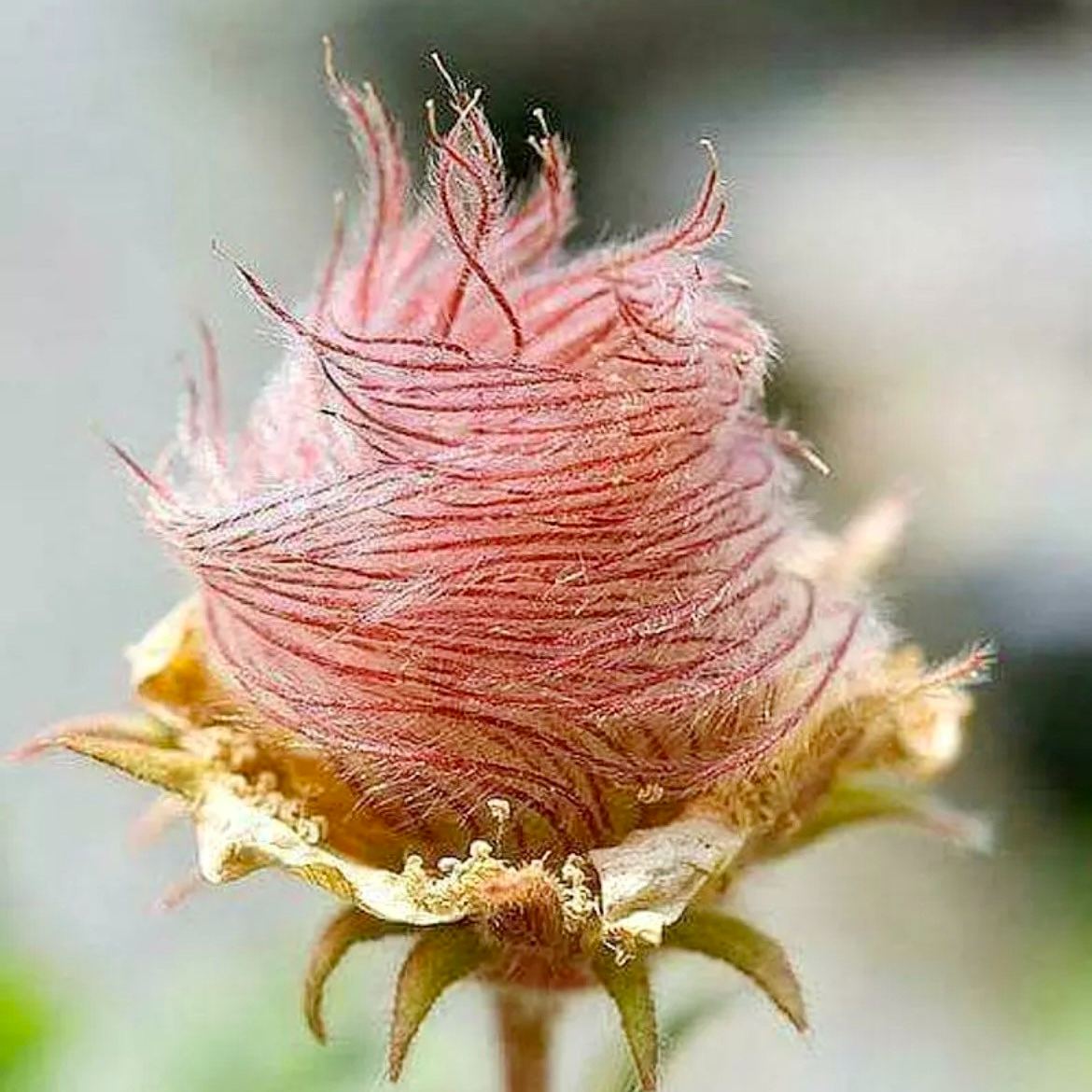 Prairie Smoke Flower Seeds