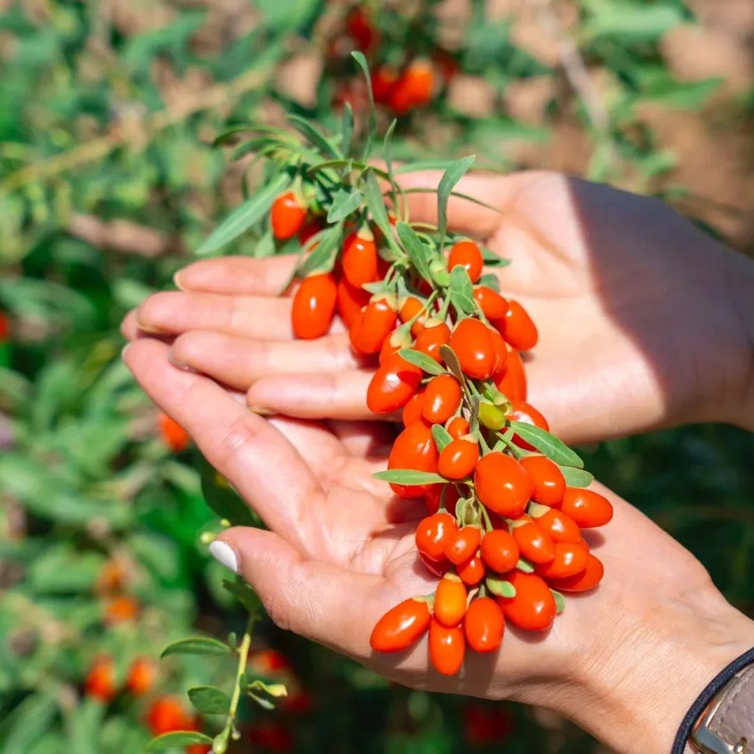 Goji Berry Seeds🍒