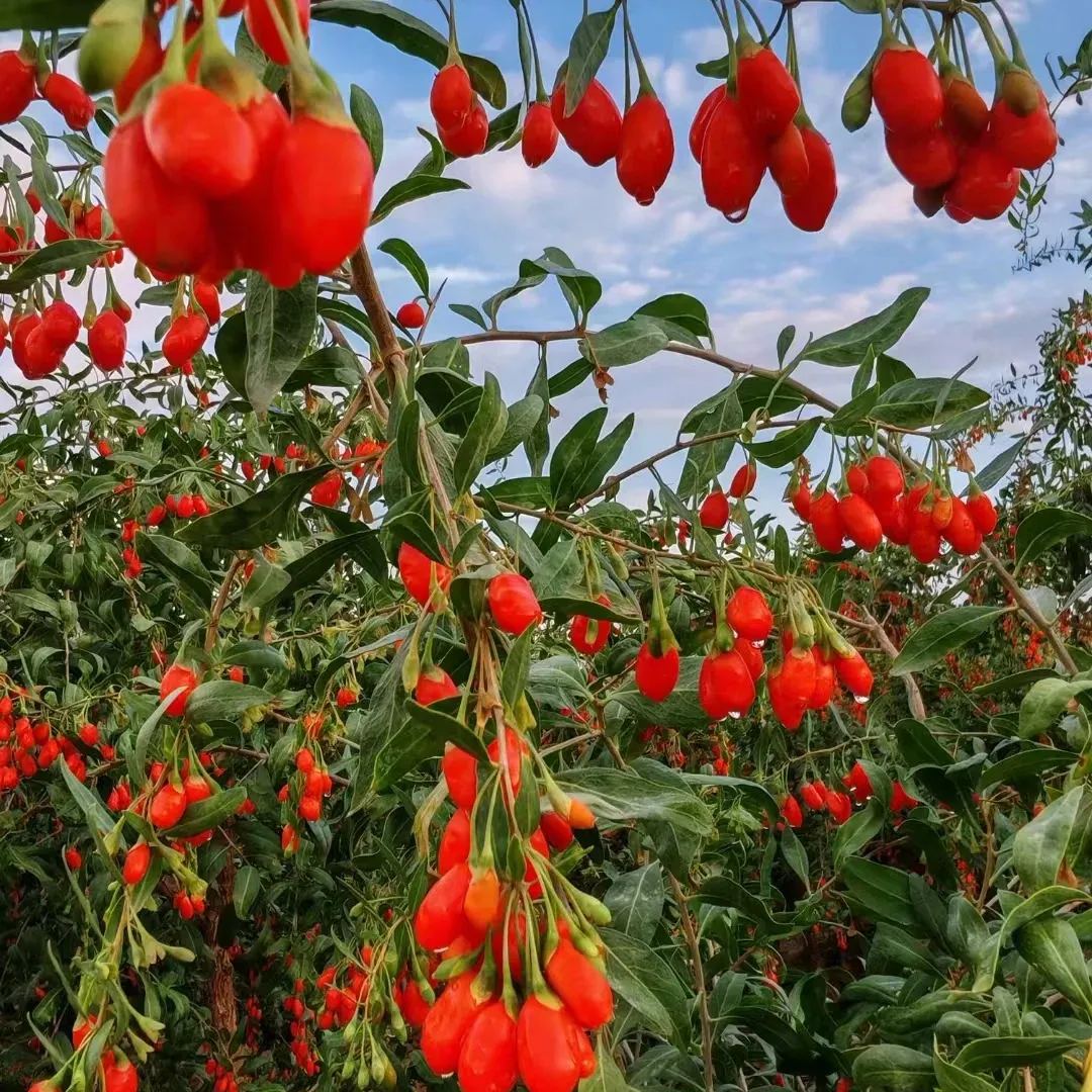 Goji Berry Seeds🍒