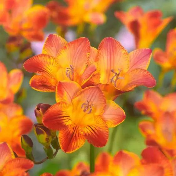 Premium Freesia Bulbs