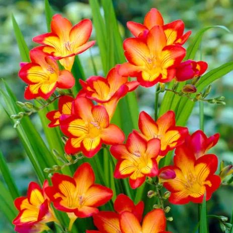 Premium Freesia Bulbs