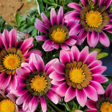 Treasure Flower Mix Seeds