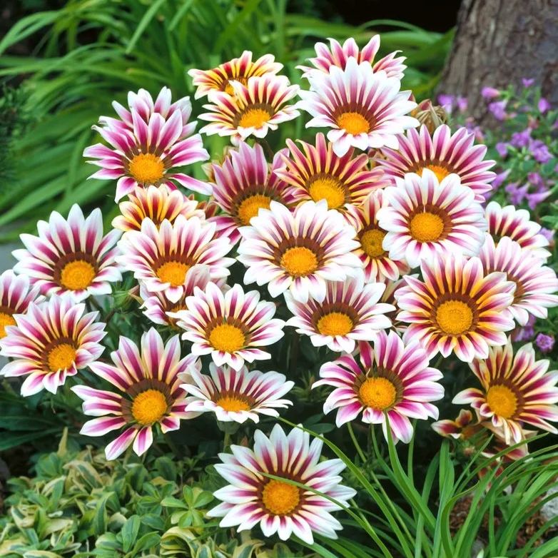 Treasure Flower Mix Seeds