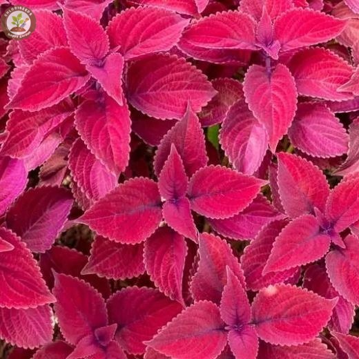 🌈 Rainbow Coleus Mix Seeds