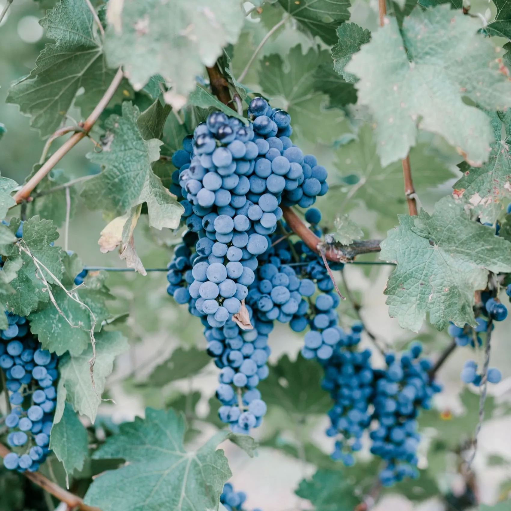 Blueberry Grape Seeds