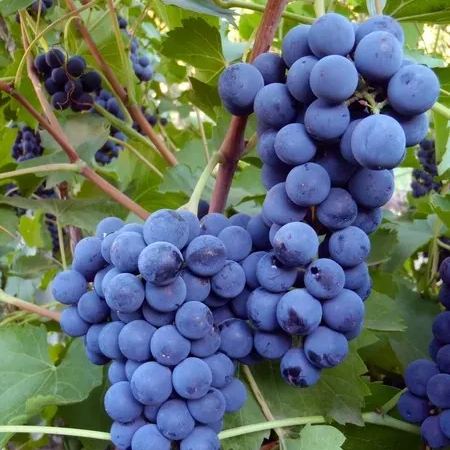 Blueberry Grape Seeds