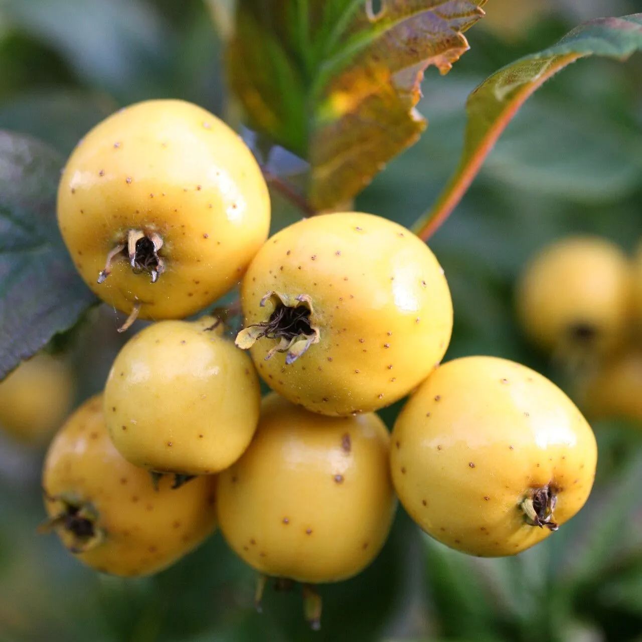 Hawthorn Tree Organic Seeds