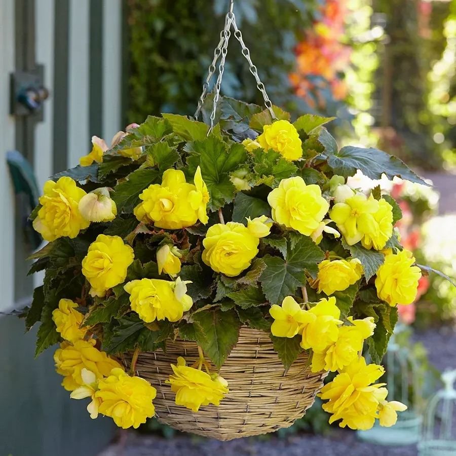 Bulbous Weeping Begonia Bonsai