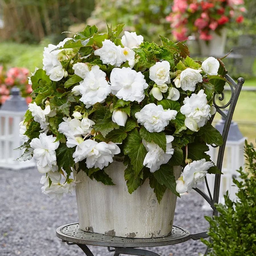 Bulbous Weeping Begonia Bonsai