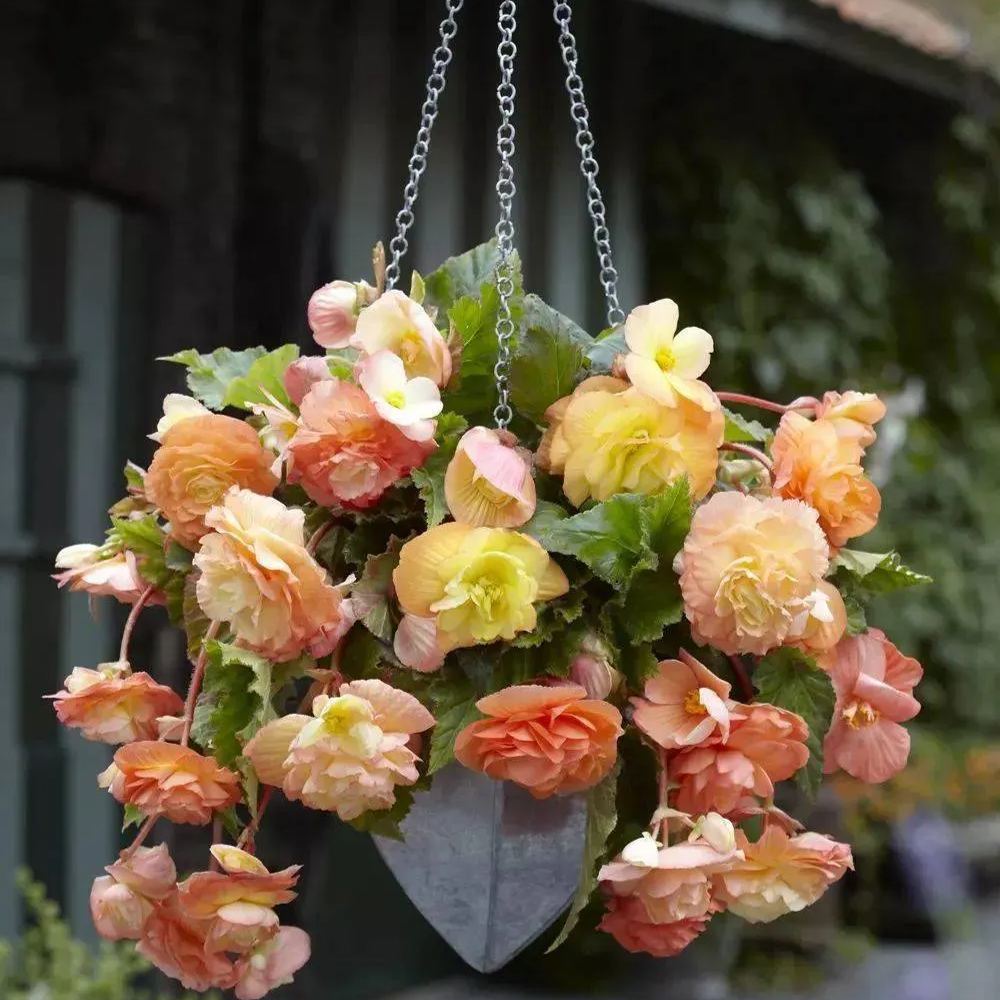 Bulbous Weeping Begonia Bonsai