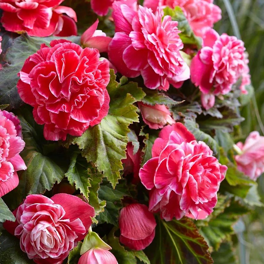 Bulbous Weeping Begonia Bonsai