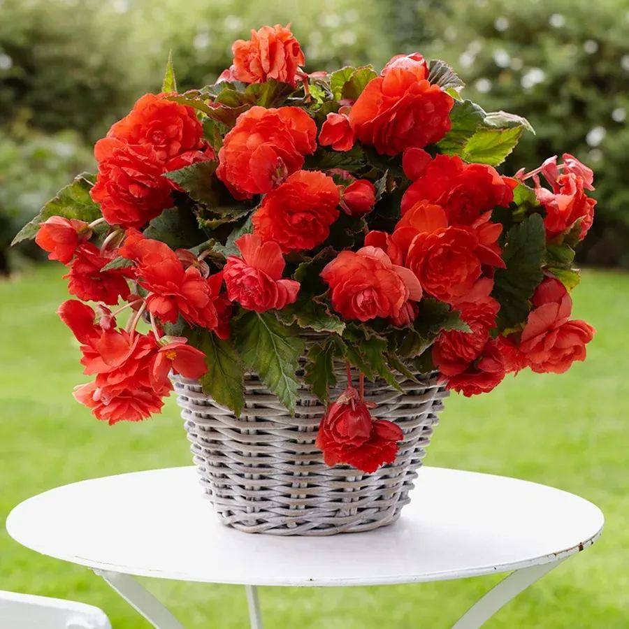 Bulbous Weeping Begonia Bonsai