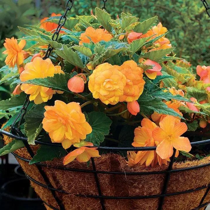 Bulbous Weeping Begonia Bonsai