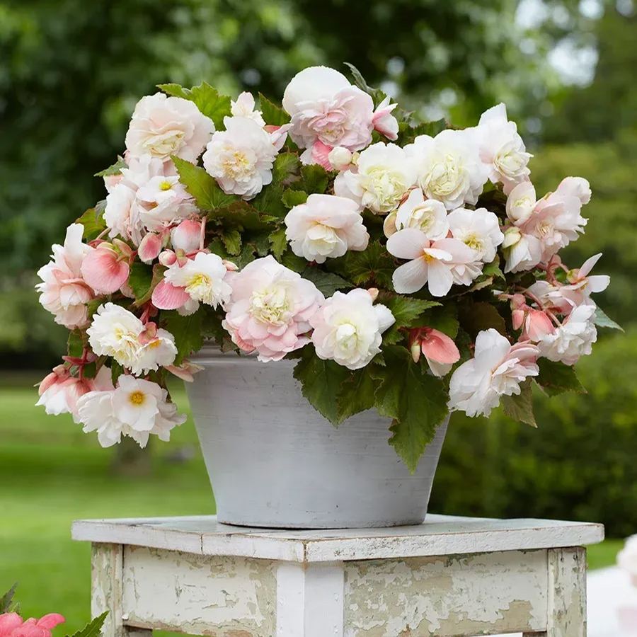 Bulbous Weeping Begonia Bonsai