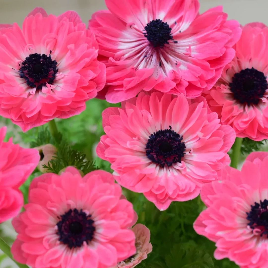 🌸 Double Anemone Seeds — Add Resilient Elegance to Your Garden!