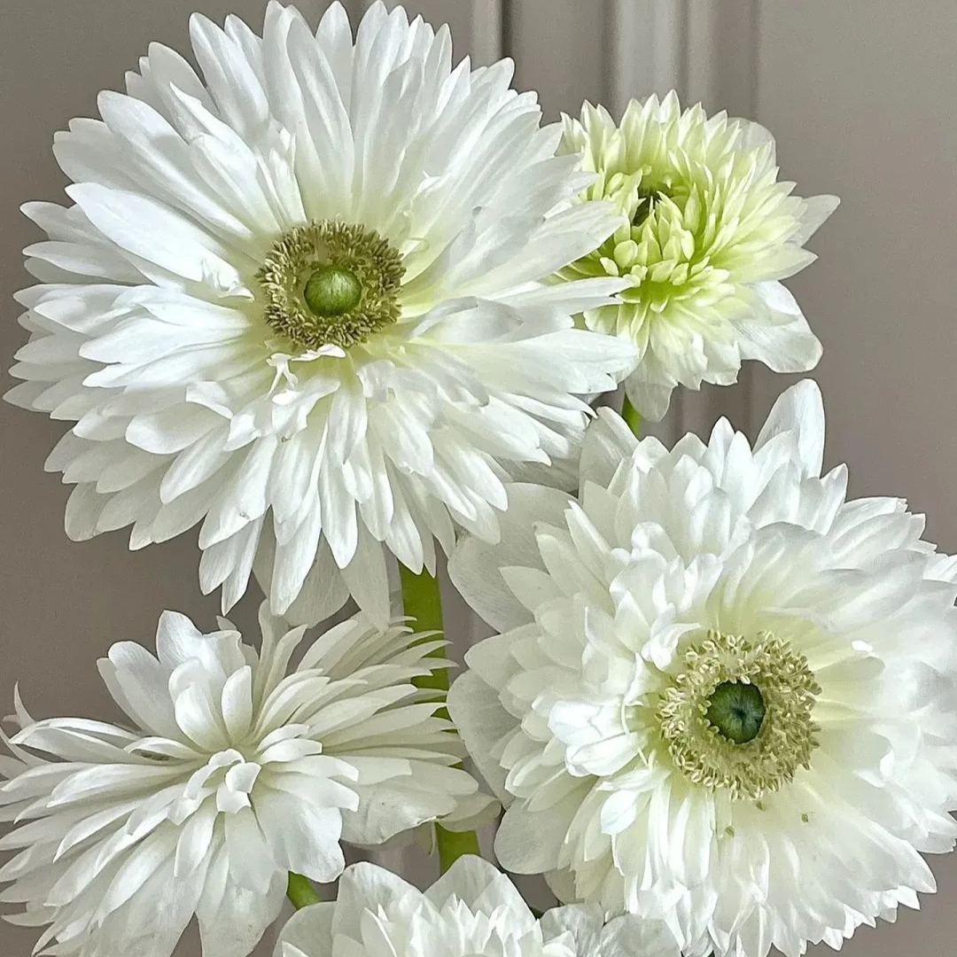 🌸 Double Anemone Seeds — Add Resilient Elegance to Your Garden!