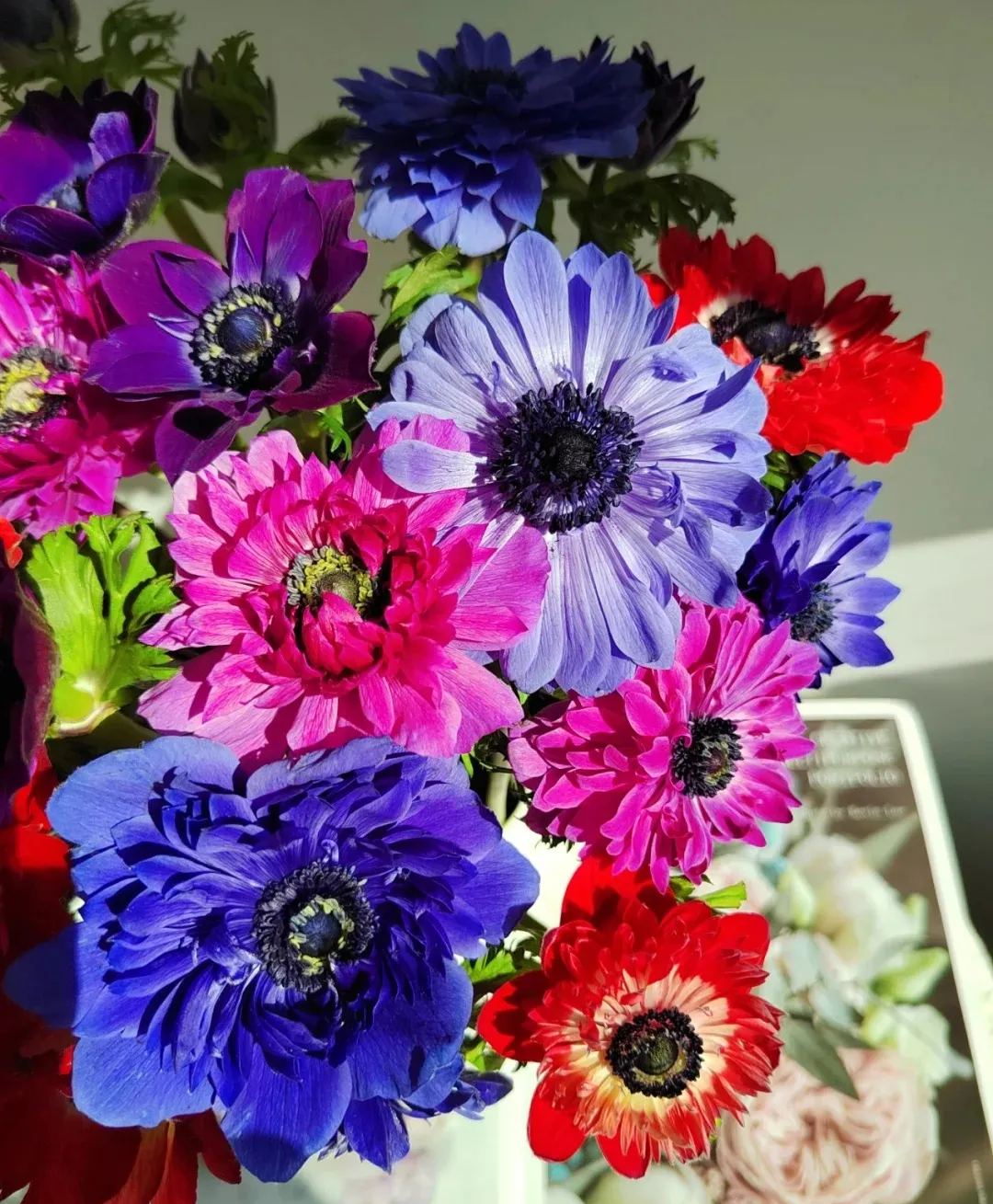 🌸 Double Anemone Seeds — Add Resilient Elegance to Your Garden!