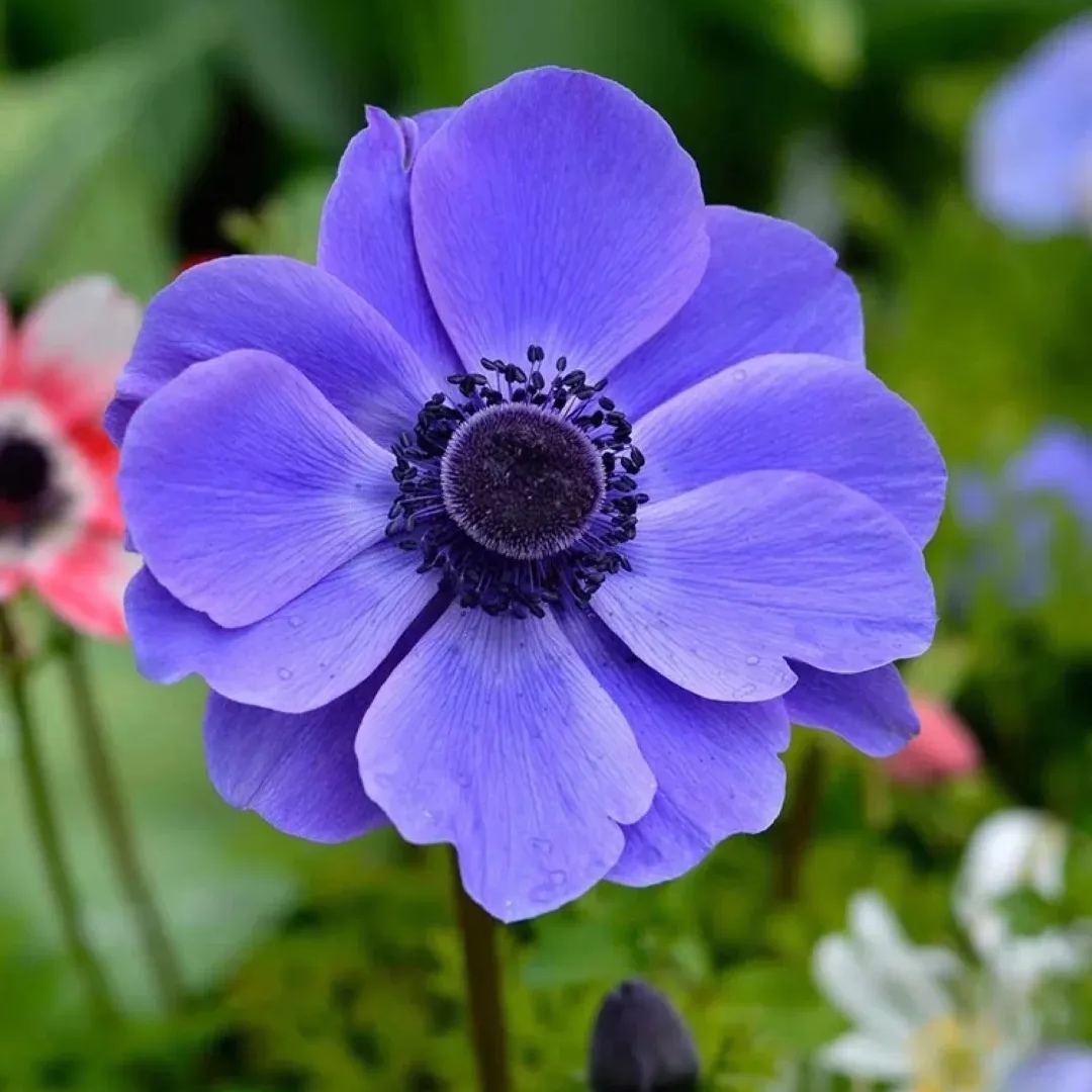 🌸 Double Anemone Seeds — Add Resilient Elegance to Your Garden!