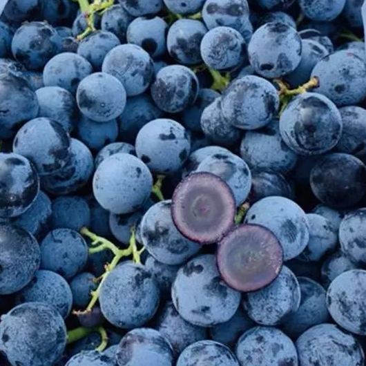 Summer Black Grape Seeds