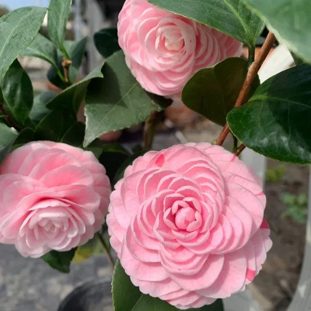 🌺Camellia japonica 'Baishiba Xueshi' Seeds