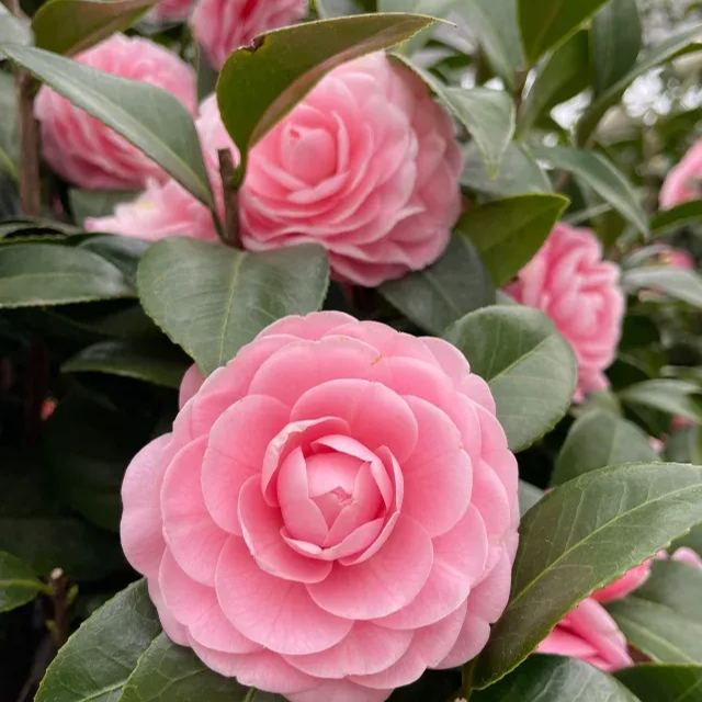 🌺Camellia japonica 'Baishiba Xueshi' Seeds