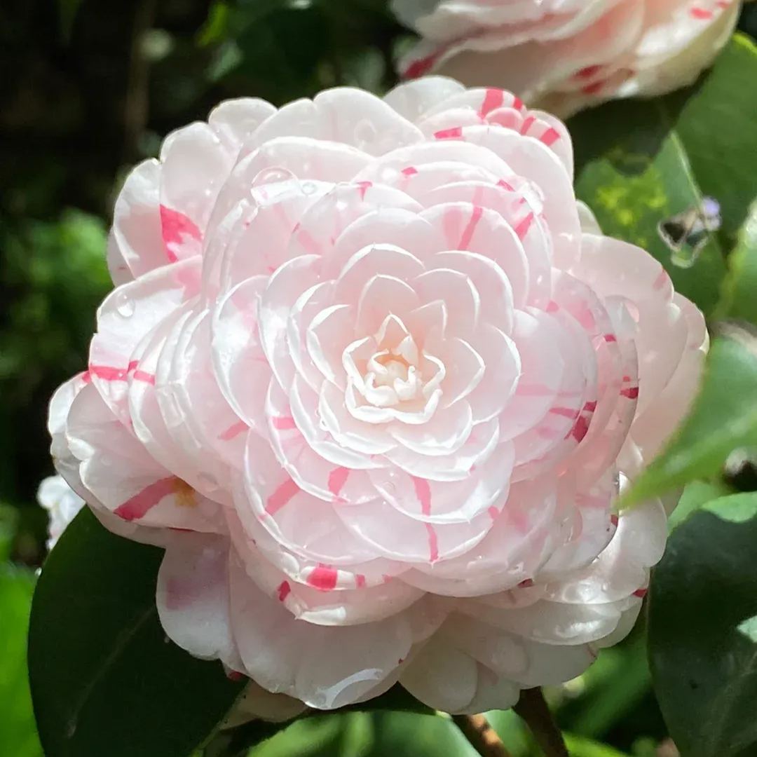 🌺Camellia japonica 'Baishiba Xueshi' Seeds