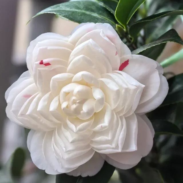 🌺Camellia japonica 'Baishiba Xueshi' Seeds