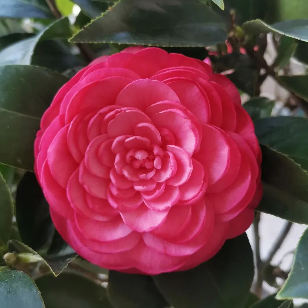 🌺Camellia japonica 'Baishiba Xueshi' Seeds