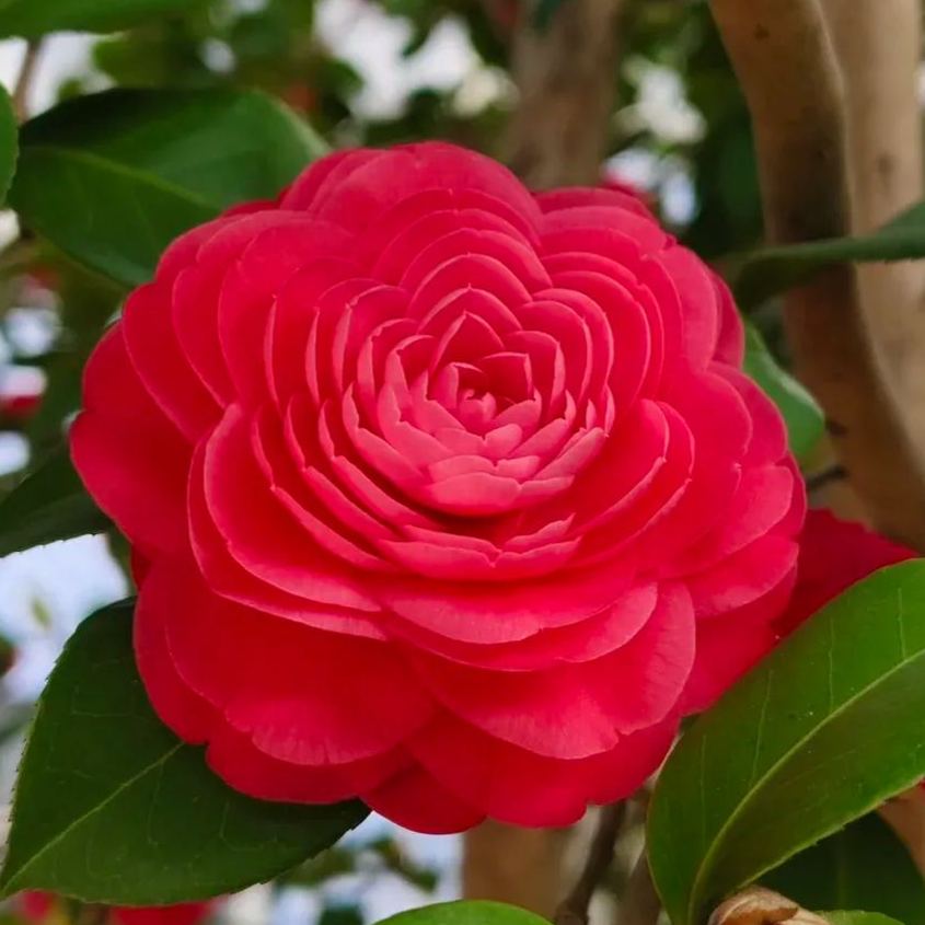 🌺Camellia japonica 'Baishiba Xueshi' Seeds