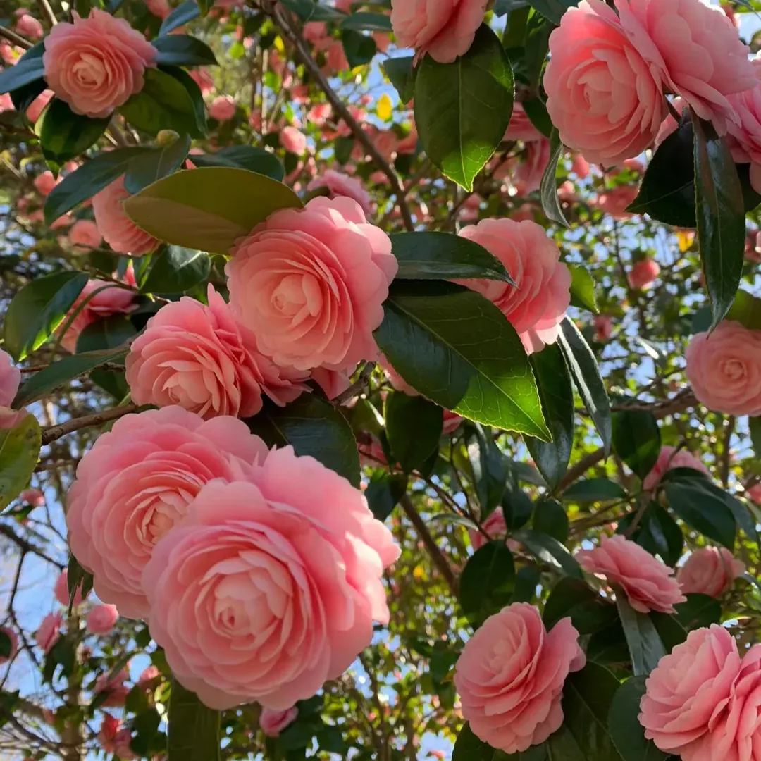 🌺Camellia japonica 'Baishiba Xueshi' Seeds
