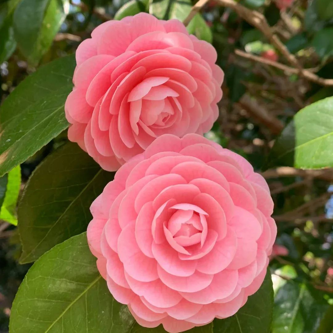 🌺Camellia japonica 'Baishiba Xueshi' Seeds