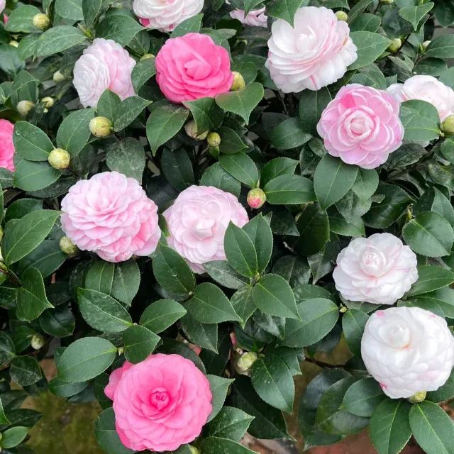 🌺Camellia japonica 'Baishiba Xueshi' Seeds