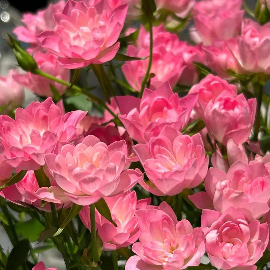 🌸Lotus Star Rose Seeds-Blooming All Year, Bringing Continuous Good Fortune🌸