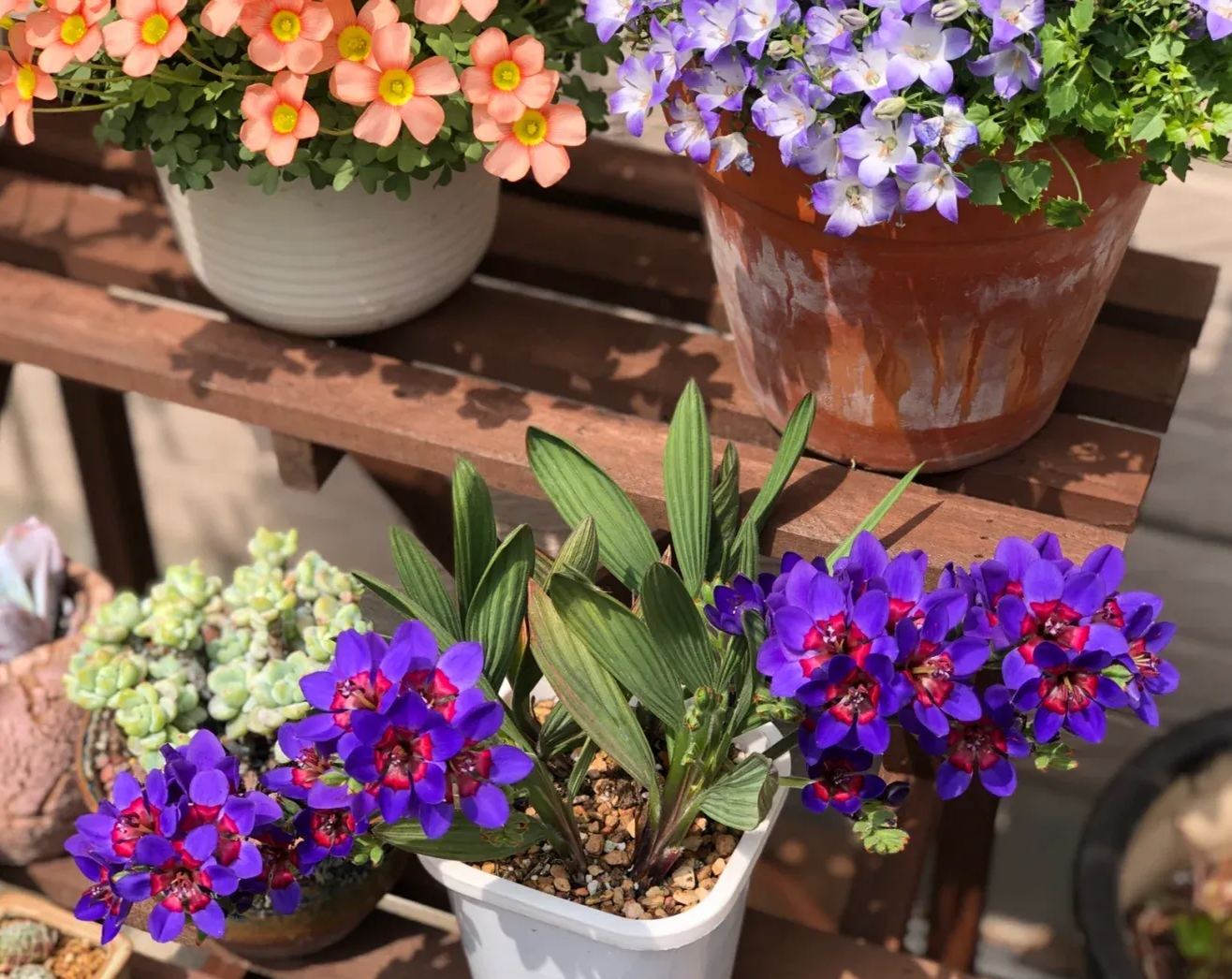 Enchant Your Garden with Geissorhiza Radians – The Stunning Tricolor Wandflower Bulb Collection